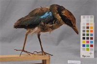 藏品(八色鳥)的圖片